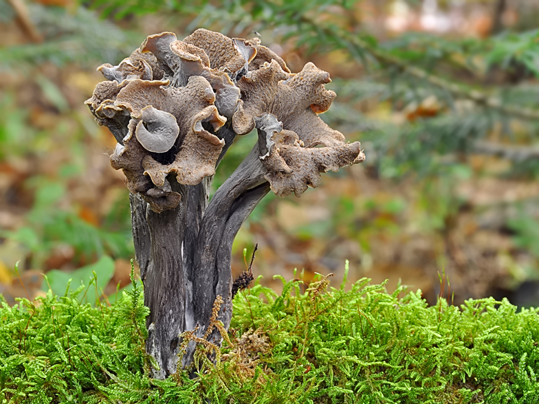 Craterellus cornucopioides