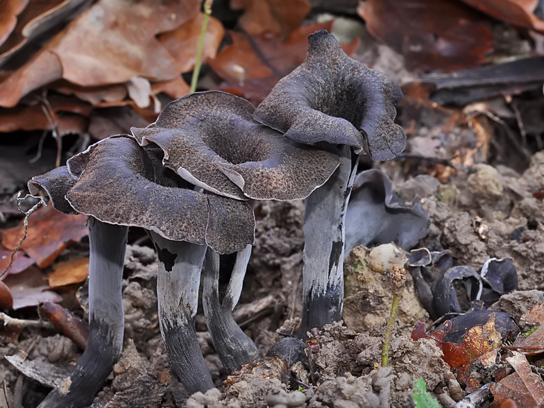 Craterellus cornucopioides