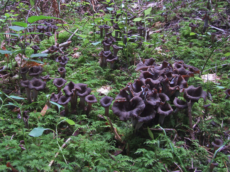 Craterellus cornucopioides