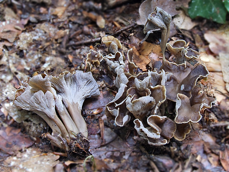 Craterellus sinuosus