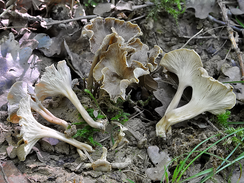 Craterellus sinuosus