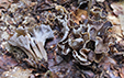 Craterellus sinuosus