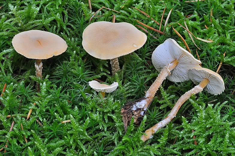 Cystoderma amianthinum