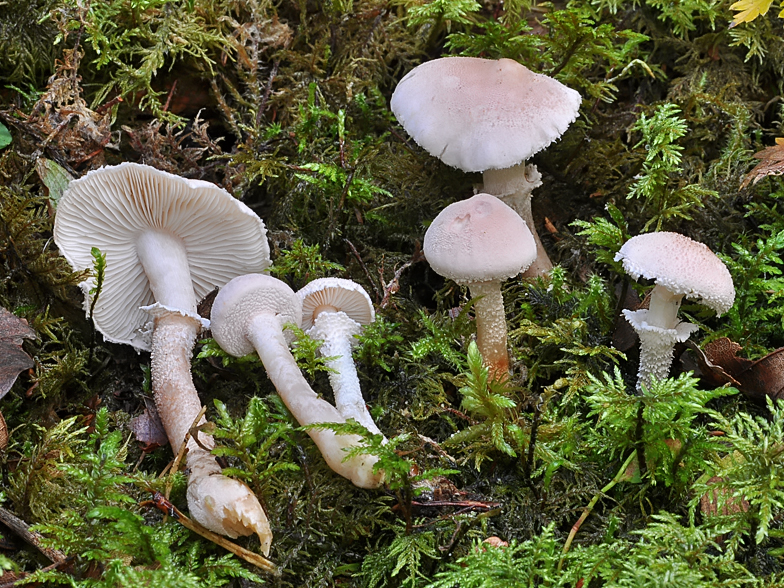 Cystoderma carcharias