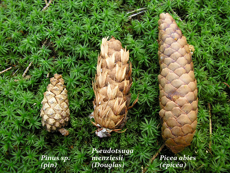 Cones