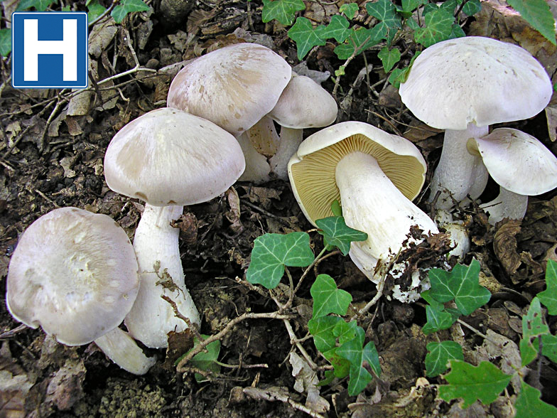 Entoloma lividum