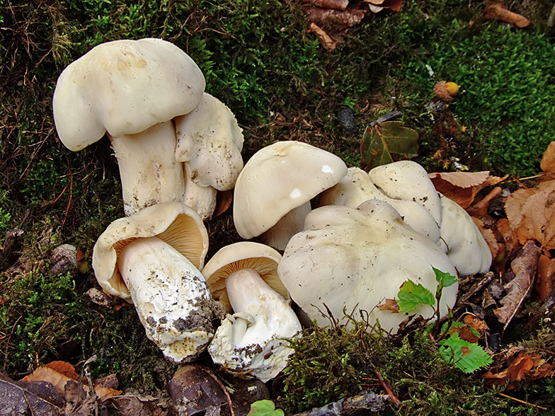 Entoloma lividum