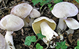 Entoloma lividum