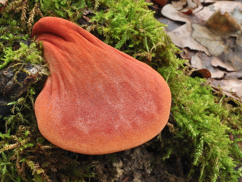 Fistulina hepatica