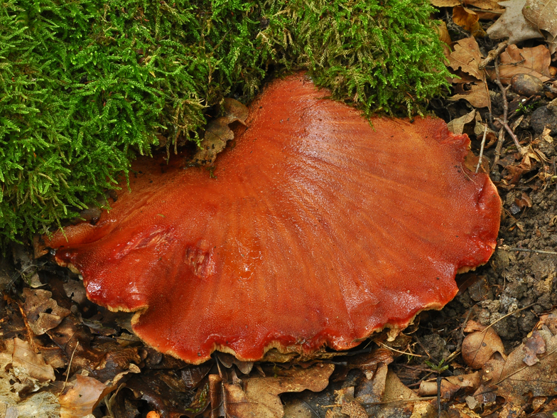 Fistulina hepatica