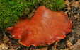 Fistulina hepatica