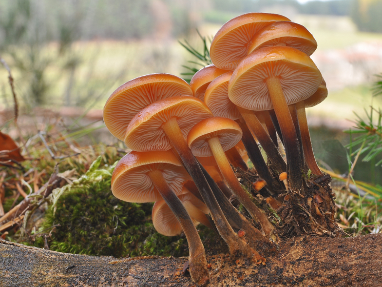 Flammulina velutipes