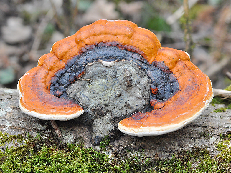 Fomitopsis pinicola