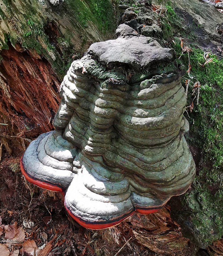 Fomitopsis pinicola