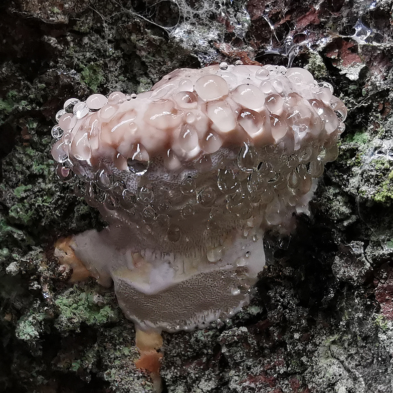 Fomitopsis pinicola