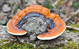 Fomitopsis pinicola