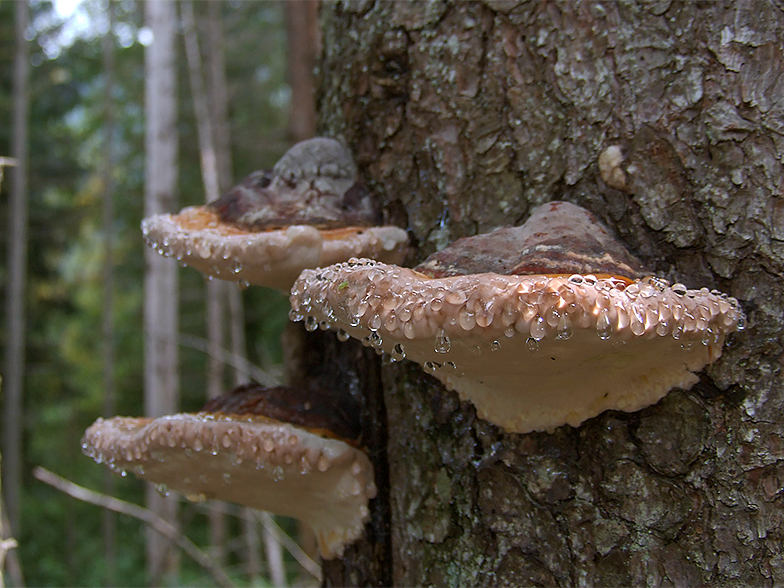 Fomitopsis pinicola