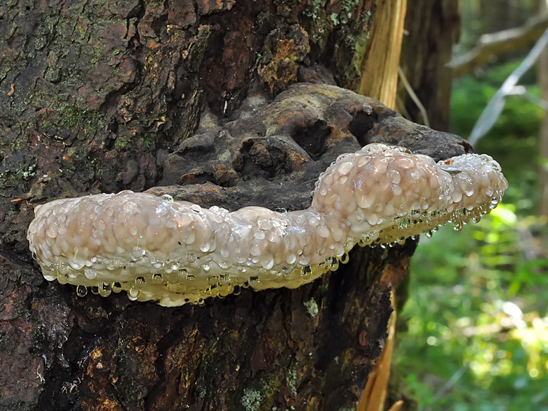 Fomitopsis pinicola