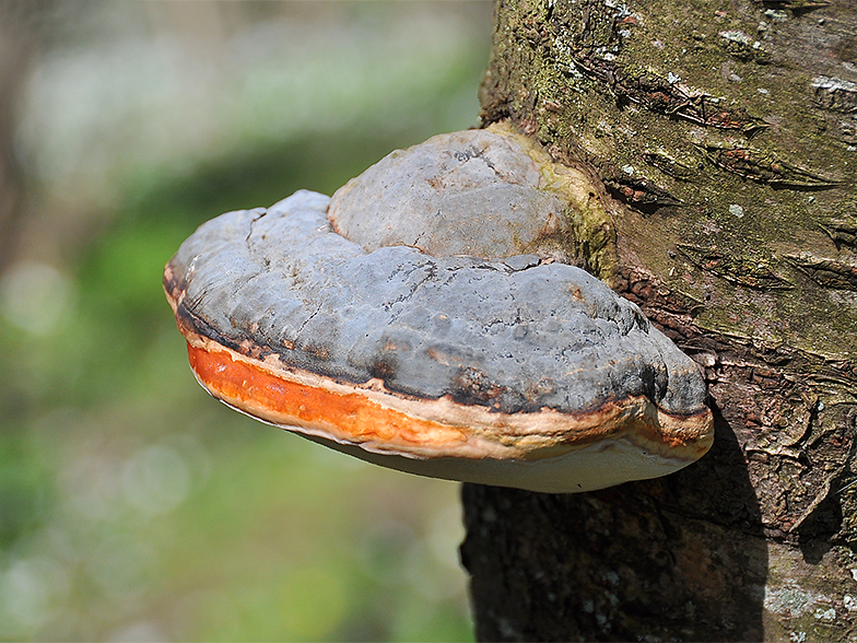 Fomitopsis pinicola