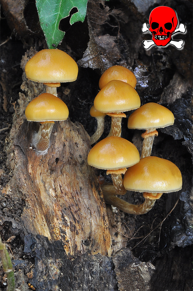 Galerina marginata