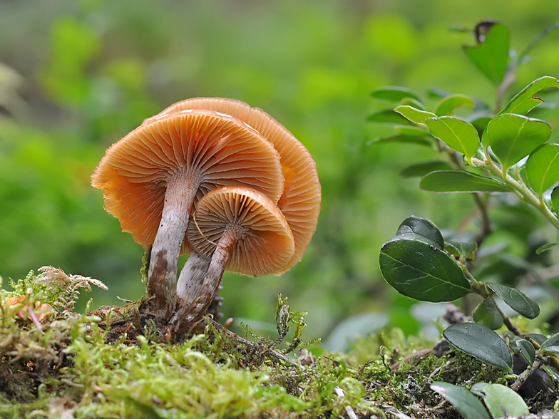 Galerina marginata