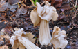 Helvella crispa