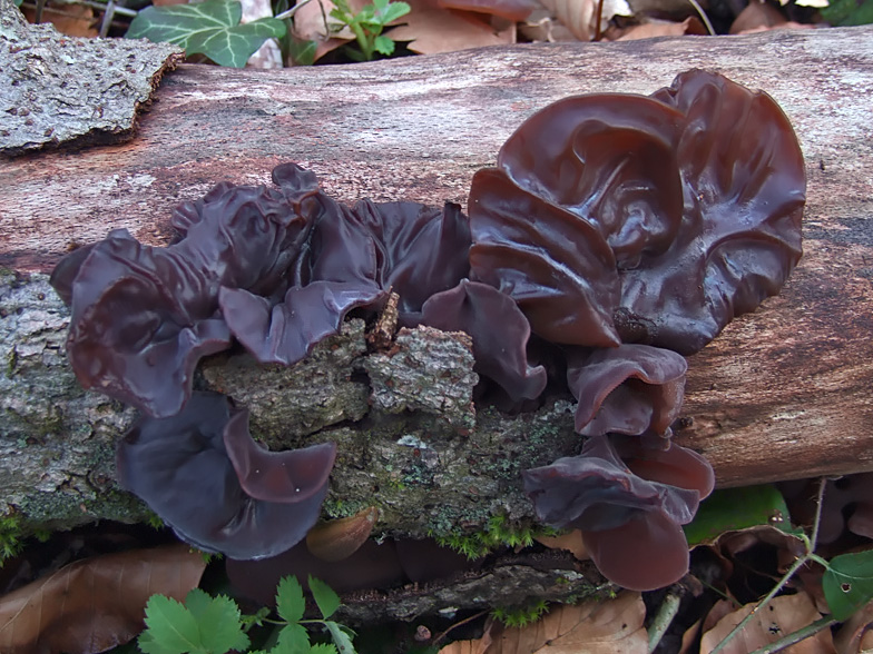 Hirneola auricularia judae