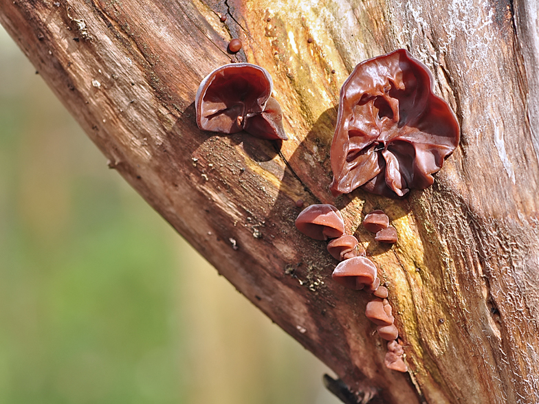 Hirneola auricularia judae