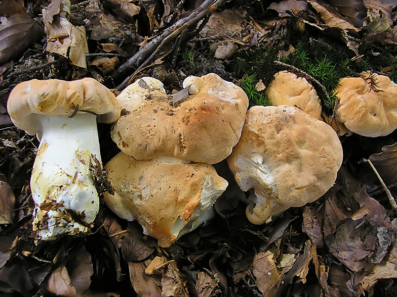 Hydnum repandum