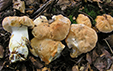 Hydnum repandum