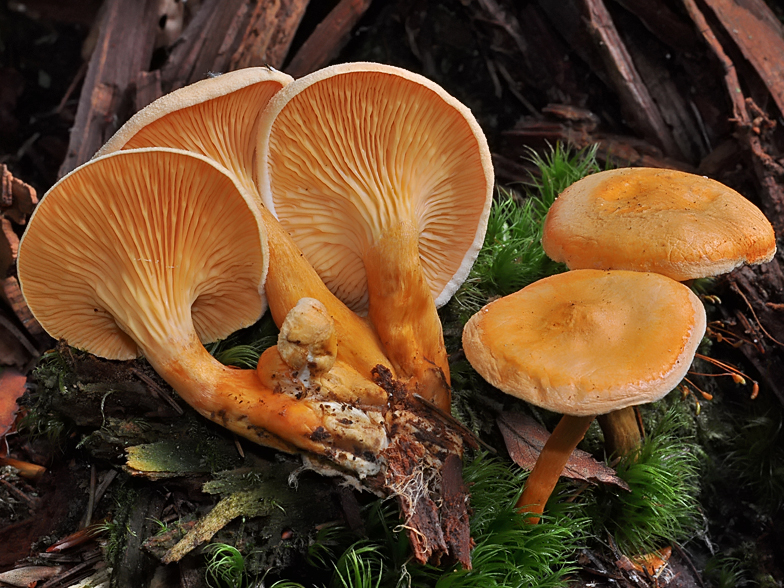 Hygrophoropsis aurantiaca