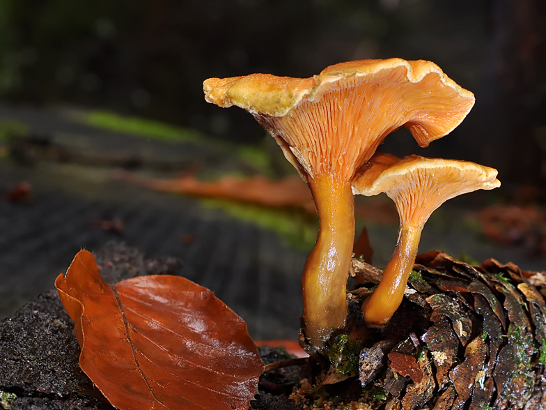 Hygrophoropsis aurantiaca