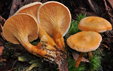 Hygrophoropsis aurantiaca