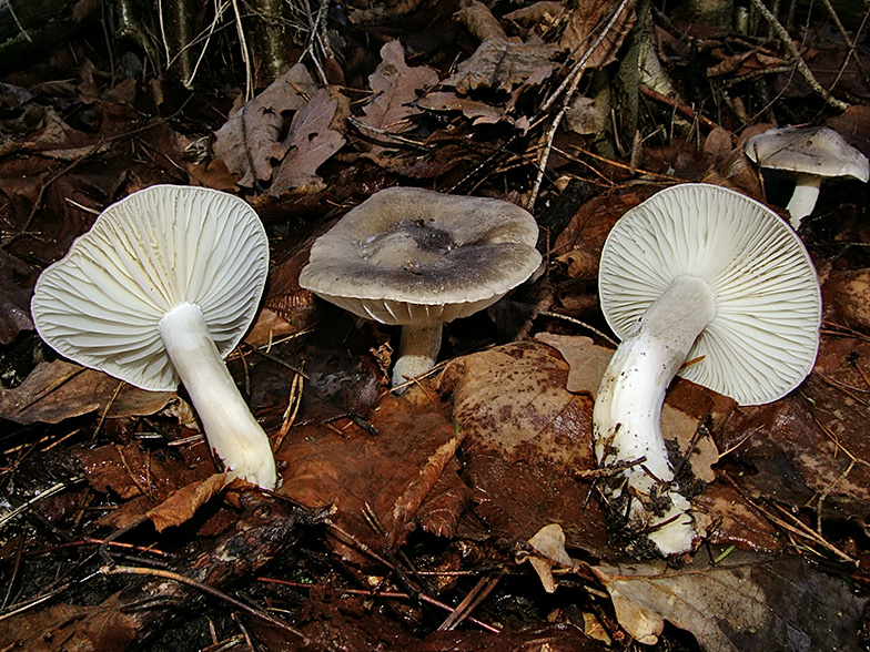 Hygrophorus agathosmus