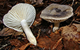 Hygrophorus agathosmus