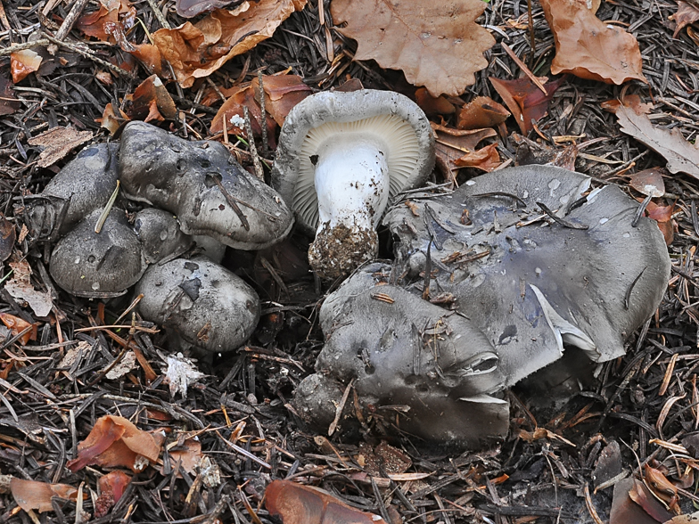 Hygrophorus marzuolus