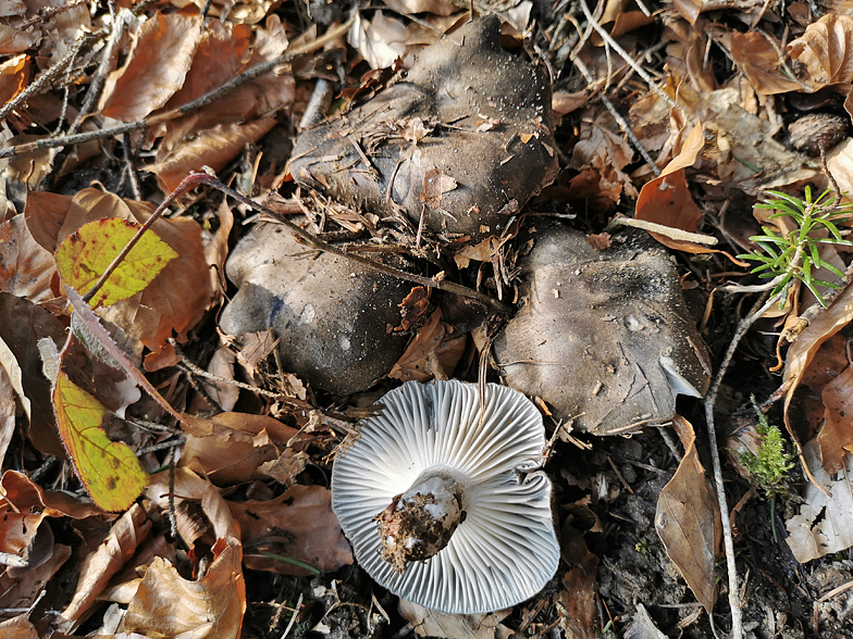 Hygrophorus marzuolus