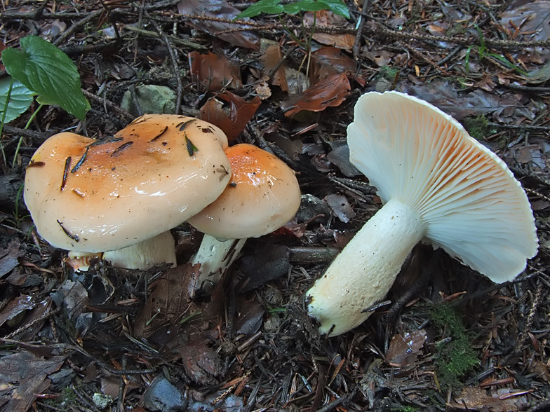 Hygrophorus pudorinus