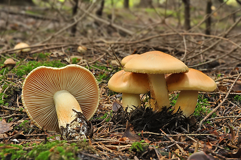 Hygrophorus pudorinus