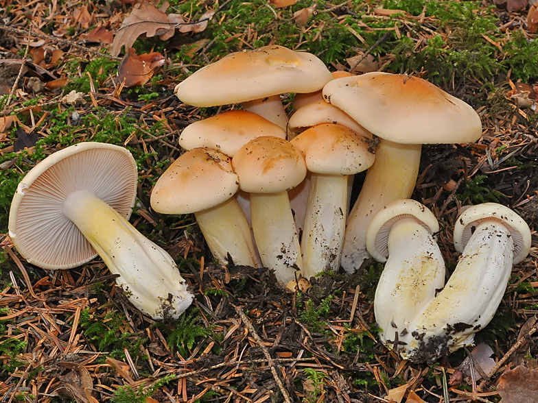 Hygrophorus pudorinus