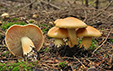 Hygrophorus pudorinus