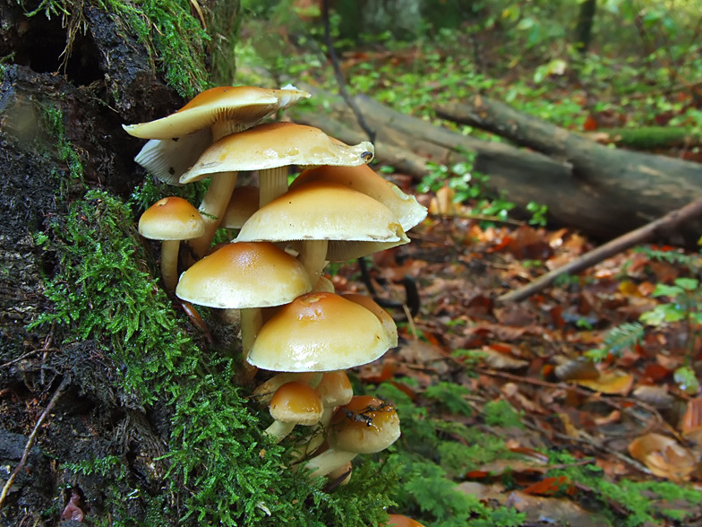 Hypholoma capnoides