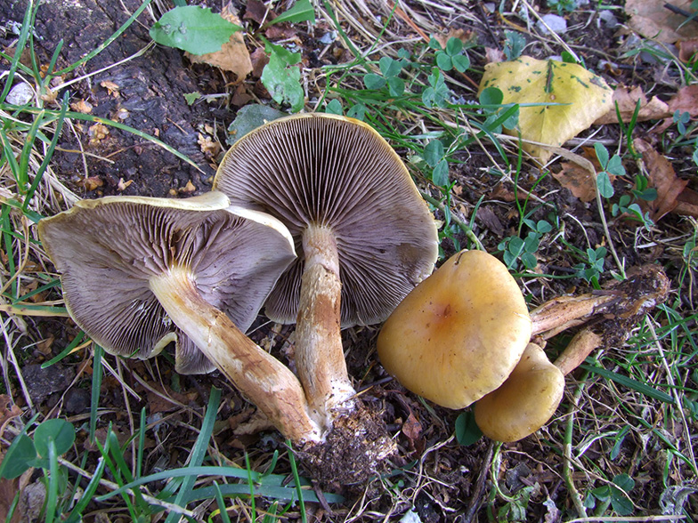 Hypholoma capnoides