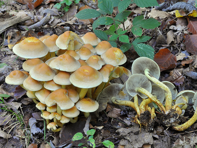 Hypholoma fasciculare