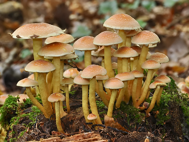 Hypholoma fasciculare