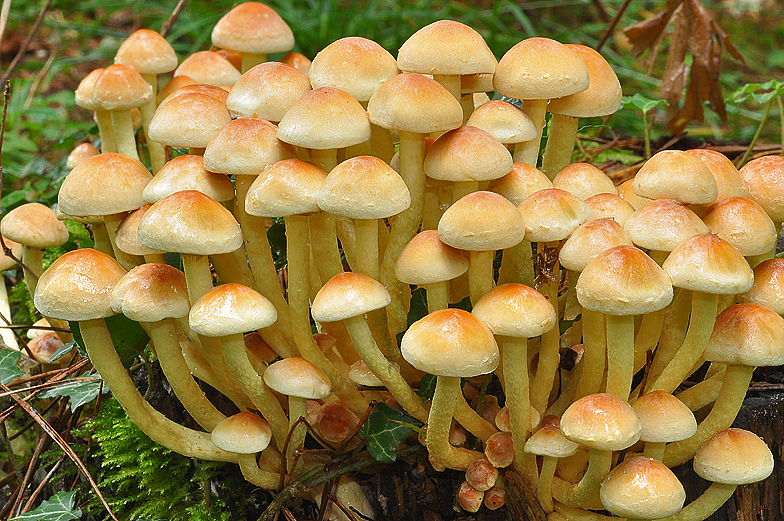 Hypholoma fasciculare