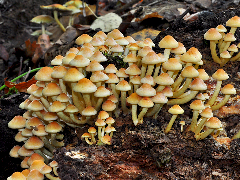 Hypholoma fasciculare