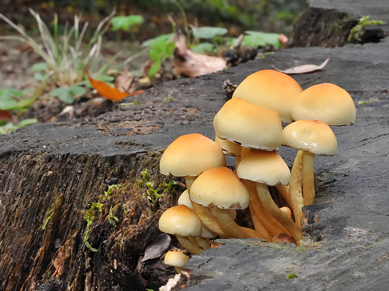 Hypholoma fasciculare