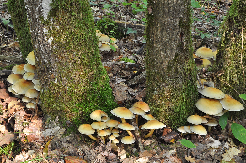 Hypholoma fasciculare