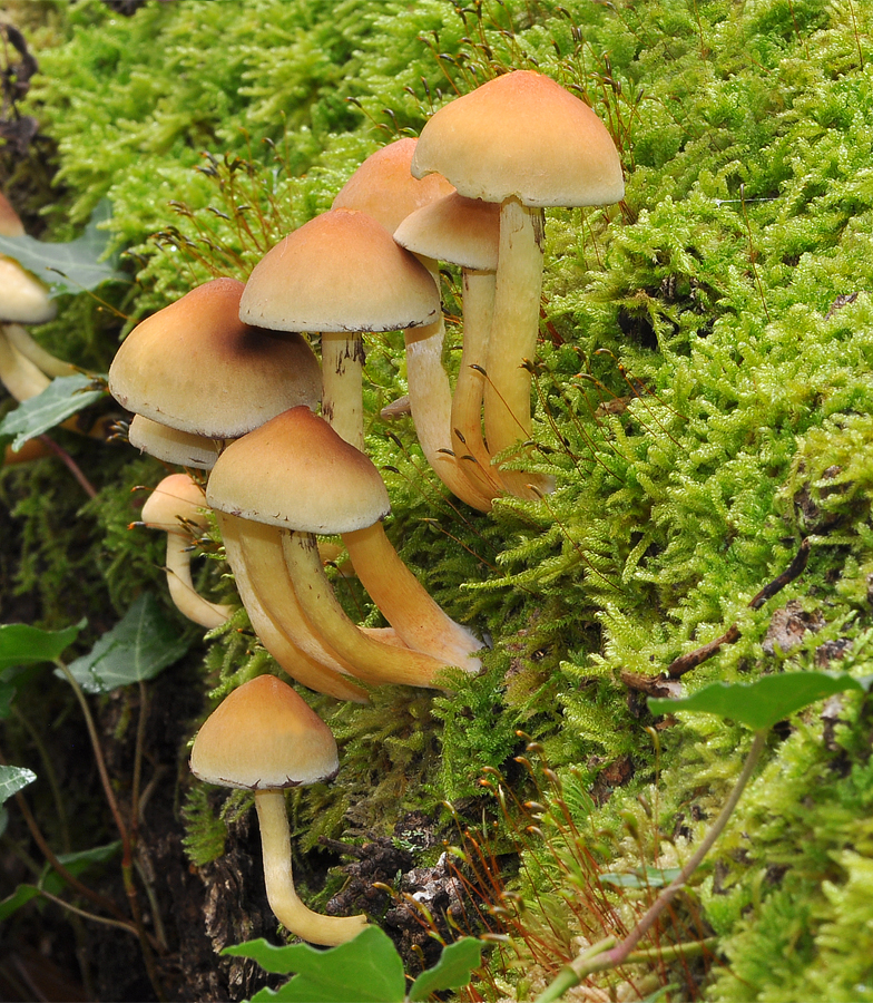 Hypholoma fasciculare